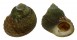 TROCHIDAE MONODONTA LABIO shell