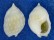 NASSARIIDAE NASSARIUS GRANIFERUS shell