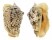 STROMBIDAE STROMBUS LENTIGINOSUS shell