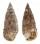 CERITHIIDAE RHINOCLAVIS SINENSIS shell