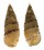 CERITHIIDAE RHINOCLAVIS SINENSIS shell
