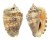 STROMBIDAE STROMBUS LENTIGINOSUS shell