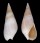 NASSARIIDAE BULLIA DIGITALIS shell
