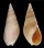NASSARIIDAE BULLIA DIGITALIS shell