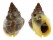NASSARIIDAE NASSARIUS LUTEOSTOMUS shell