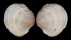 VENERIDAE PLACAMEN PLACIDUM shell