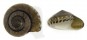 TROCHIDAE UMBONIUM VESTIARIUM shell