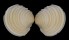 VENERIDAE PLACAMEN PLACIDUM shell