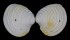 VENERIDAE PLACAMEN PLACIDUM shell