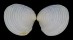 VENERIDAE PLACAMEN PLACIDUM shell
