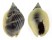 NASSARIIDAE NASSARIUS PULLUS shell
