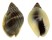 NASSARIIDAE NASSARIUS PULLUS shell