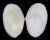 TELLINIDAE PERONAEA PLANATA shell