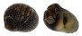 NERITIDAE NERITINA VARIEGATA shell