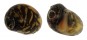 NERITIDAE NERITINA VARIEGATA shell