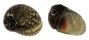 NERITIDAE NERITINA VARIEGATA shell