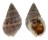 NASSARIIDAE NASSARIUS TIARULA shell