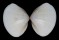 MACTRIDAE MACTRA STULTORUM shell