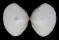MACTRIDAE MACTRA STULTORUM shell