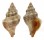 MURICIDAE BEDEVA PAIVAE shell