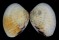 VENERIDAE GAFRARIUM PECTINATUM TUMIDUM shell