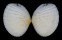 VENERIDAE GAFRARIUM PECTINATUM TUMIDUM shell