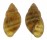 LANDSNAIL SCUTALUS COTOPAXIENSIS shell