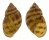 LANDSNAIL SCUTALUS AEQUATORIUS shell