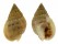 NASSARIIDAE NASSARIUS IODES shell