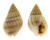 NASSARIIDAE NASSARIUS IODES shell