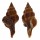 FASCIOLARIIDAE LATIRUS PEARSONI shell