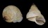 LANDSNAIL CYCLOPHORUS SPECIES shell