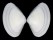 MACTRIDAE MACTRA DISSIMILIS shell
