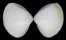 MACTRIDAE MACTRA ABBREVIATA shell