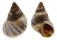 LITTORINIDAE NODILITTORINA UNIFASCIATA shell