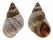 LITTORINIDAE NODILITTORINA UNIFASCIATA shell