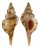 RANELLIDAE TURRITRITON TENUILIRATUM shell