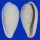 FOSSIL BULLATA TAYLORI shell