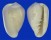 FOSSIL MARGINELLA PRECURSOR shell