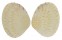 VENERIDAE GAFRARIUM DISPAR shell