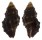 MURICIDAE TRACHYPOLLIA NODULOSA shell