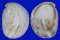 CALYPTRAEIDAE CREPIDULA FORNICATA shell