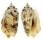 STROMBIDAE STROMBUS LENTIGINOSUS shell