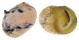 NERITIDAE CLITHON CORONA shell