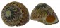 TROCHIDAE GIBBULA UMBILICARIS shell