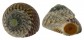 TROCHIDAE GIBBULA UMBILICARIS shell