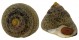 TROCHIDAE OSILINUS LINEATUS shell