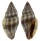 TURRIDAE EUCITHARA ARENIVAGA shell