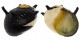 NERITIDAE CLITHON CORONA shell