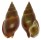 NASSARIIDAE NASSARIUS DORSATUS shell